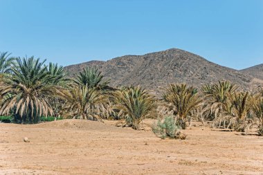 Yeşil palmiye ağaçları çölde