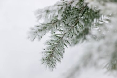 kışın ağaç dalı üzerinde dondurulmuş buz