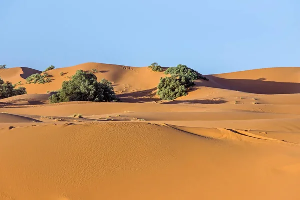 Dune Sabbia Dorata Nel Deserto Del Sahara — Foto Stock