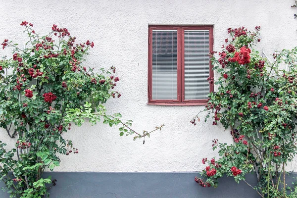 red rose bush with window on wall