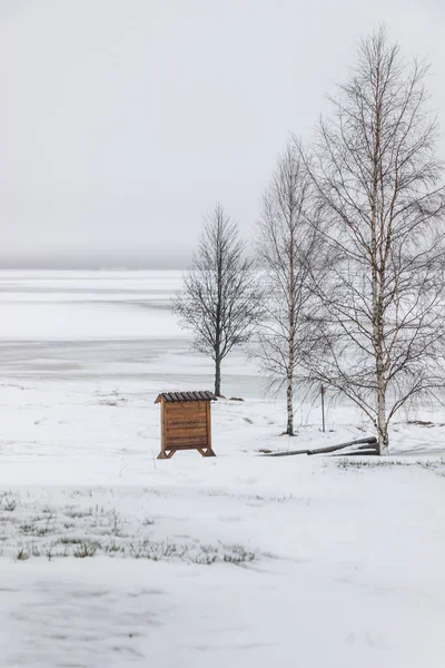 冬天在冰冻的湖畔的树 — 图库照片