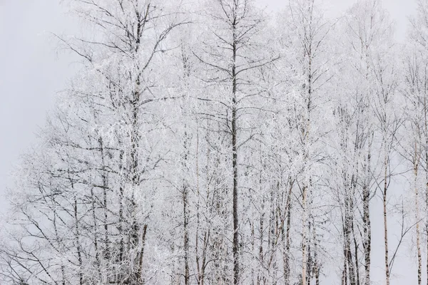 冬の森の樹木に雪します — ストック写真