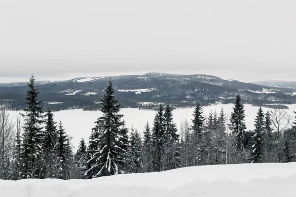 雪の山の松の木 — ストック写真
