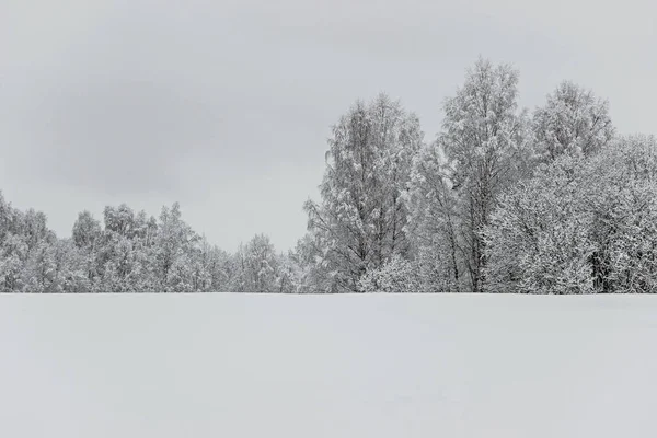 冬に雪で空のフィールドの木 — ストック写真