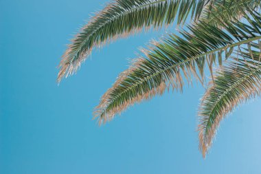 Mavi gökyüzünde palmiye ağacı yaprakları