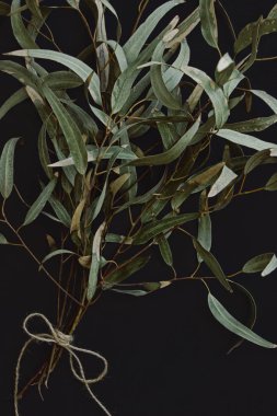 Okaliptüs dallarda koyu arka plan