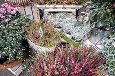 Londra 'daki Columbia Road Çiçek Pazarı' nda çiçek buketi.