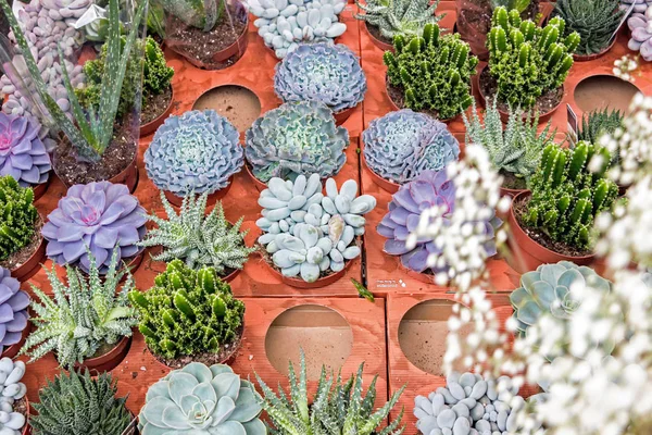 Plantas Columbia Road Flower Market Londres —  Fotos de Stock