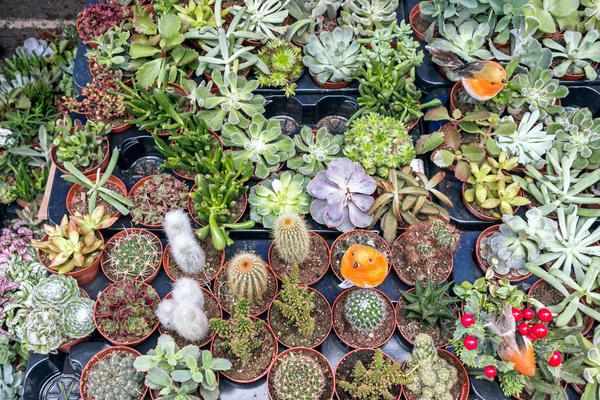 Plantas Columbia Road Flower Market Londres —  Fotos de Stock