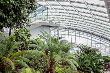 Londra 'daki Sky Garden' da yeşil bitkilerle modern iç mekan.
