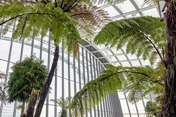 Modern Interior Green Plants Sky Garden London — Stockfoto