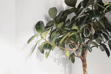 Beyaz duvarlı Ficus elastica bitkisi (kauçuk ağaç)