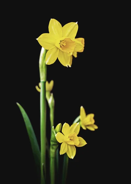 Gele Narcis Narcissus Tazetta Bloesem Zwarte Achtergrond — Stockfoto