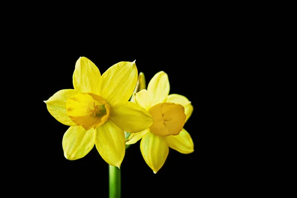Narciso Giallo Narcissus Tazetta Fiore Fiorito Sfondo Nero — Foto Stock