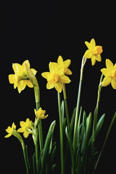 Gele Narcis Narcissus Tazetta Bloesem Zwarte Achtergrond — Stockfoto