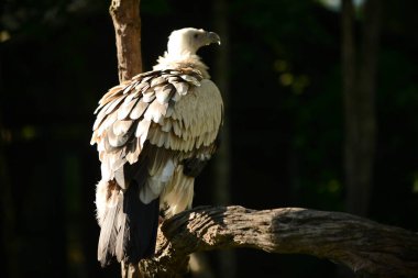 Himalaya Griffon akbabası tüyü