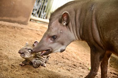 Tapirin doğumunun ilk saati.