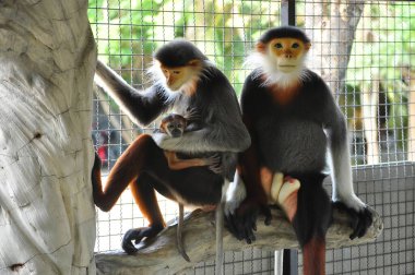 douc kırmızı bıçakladılar