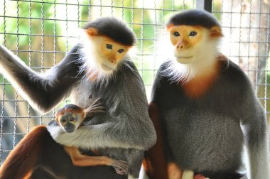 douc kırmızı bıçakladılar