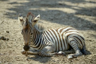 Zebra