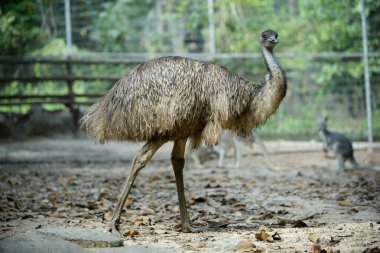 EMU