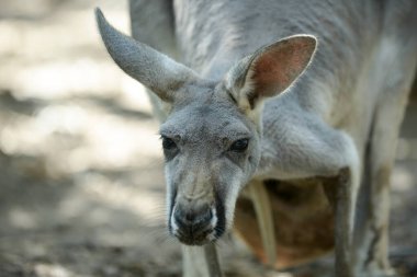 kanguru