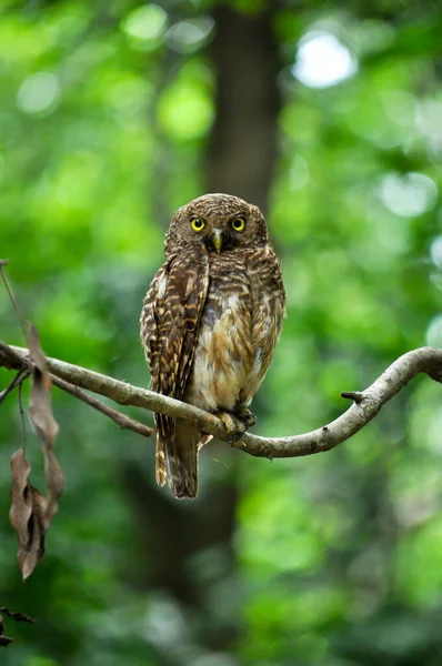 Owl — Stock Photo, Image