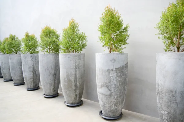 Plantas em vasos — Fotografia de Stock