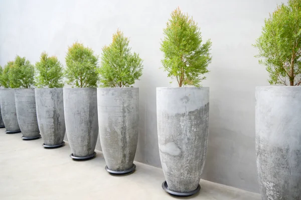 Plantes en pots — Photo