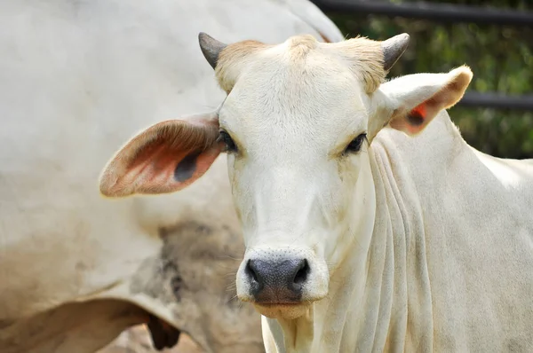 วัวเนื้อ — ภาพถ่ายสต็อก