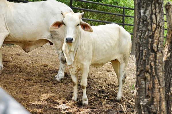 Bovini da carne — Foto Stock