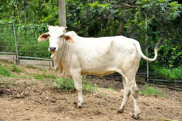 วัวเนื้อ — ภาพถ่ายสต็อก