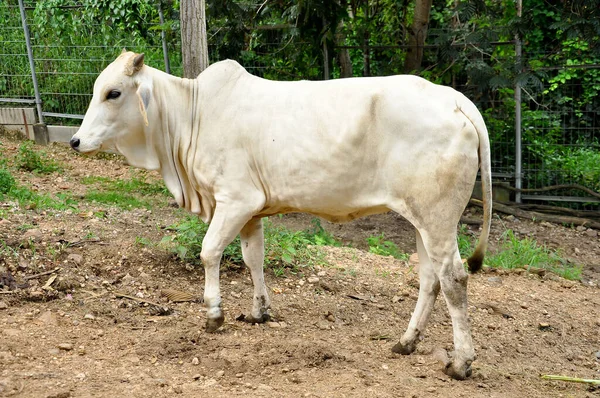 Carne bovina — Foto Stock