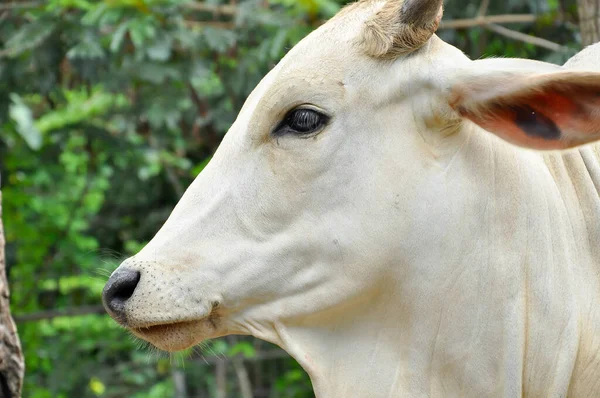 เนื้อวัว — ภาพถ่ายสต็อก