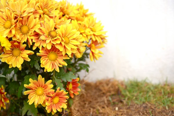 Yellow flower — Stock Photo, Image