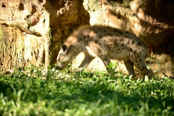 Gevlekte hyena — Stockfoto