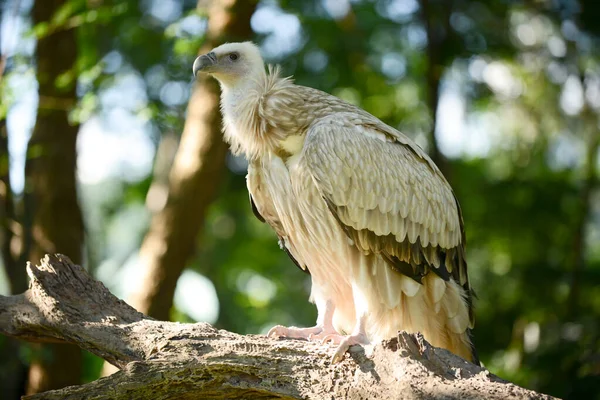 Buitre leonado del Himalaya — Foto de Stock