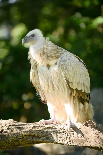 Buitre leonado del Himalaya —  Fotos de Stock