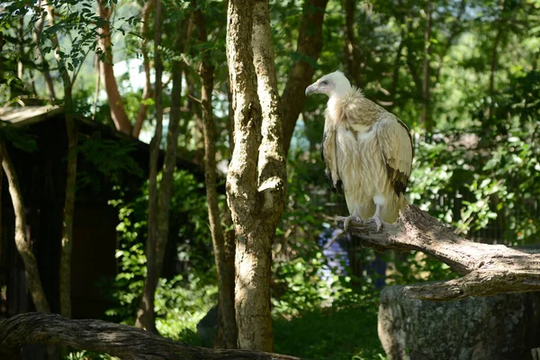 Himalayan griffon vulture — Stock Photo, Image