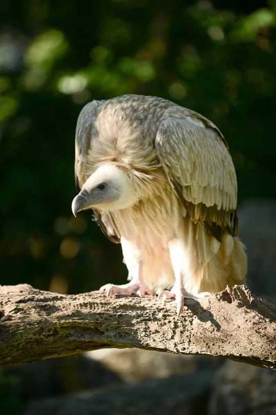 Himalayan griffon gam — Stockfoto