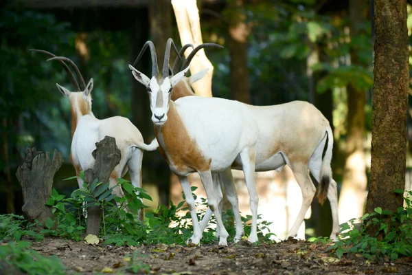 Scimitar Oryx — Stock fotografie