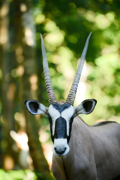 Gemsbok — Stock Photo, Image