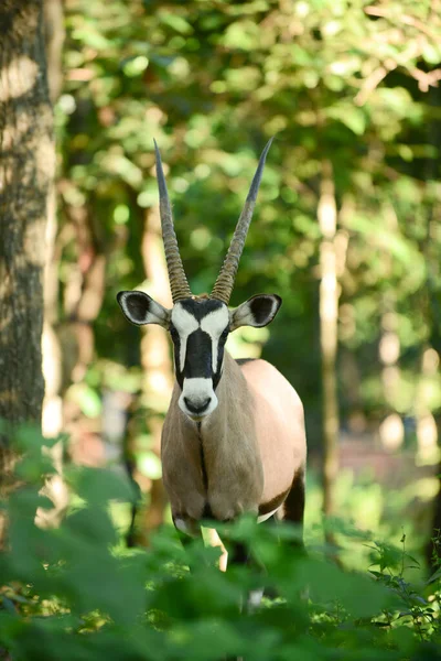 Gemsbok — Stockfoto