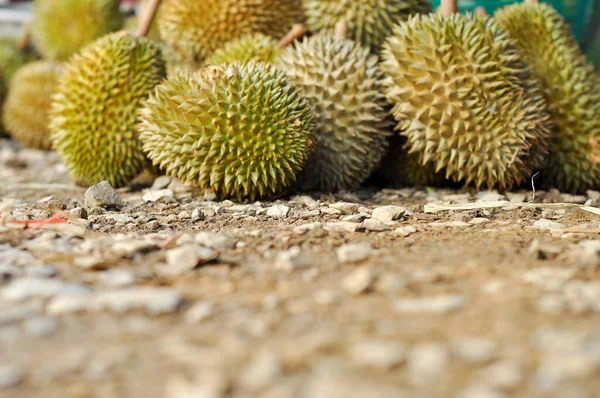 Durian — Stockfoto