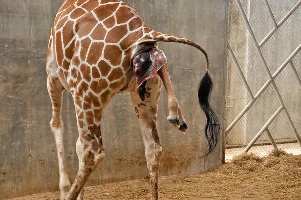 Baby giraff — Stockfoto