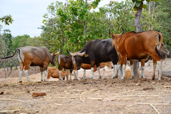 Banteng — Fotografie, imagine de stoc