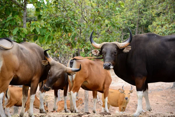 Banteng — Fotografie, imagine de stoc