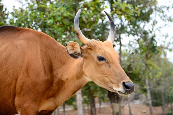 Banteng — Stock Photo, Image