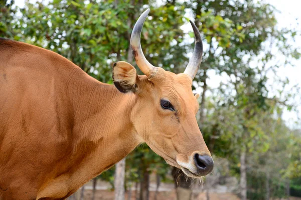 Banteng! — Stock Fotó