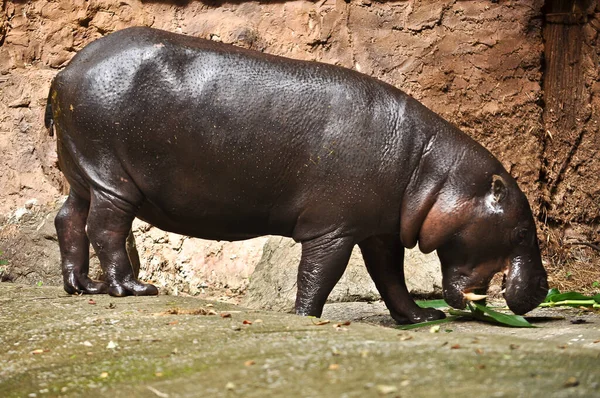 Hipopotam karłowaty — Zdjęcie stockowe